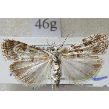 Scoparia pyralella (Denis & Schiffermüller, 1775) Zamiotka murawowa Czech46g